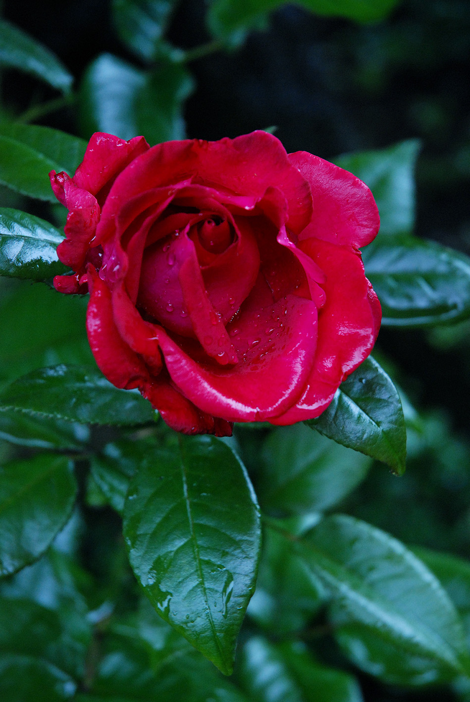 Vier Raben Rose mit Regentropfen